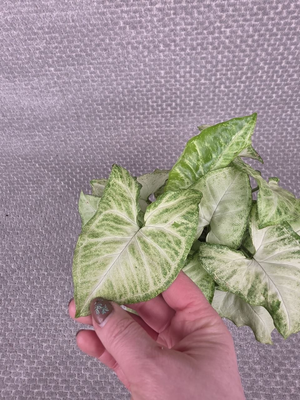 Syngonium White Butterfly