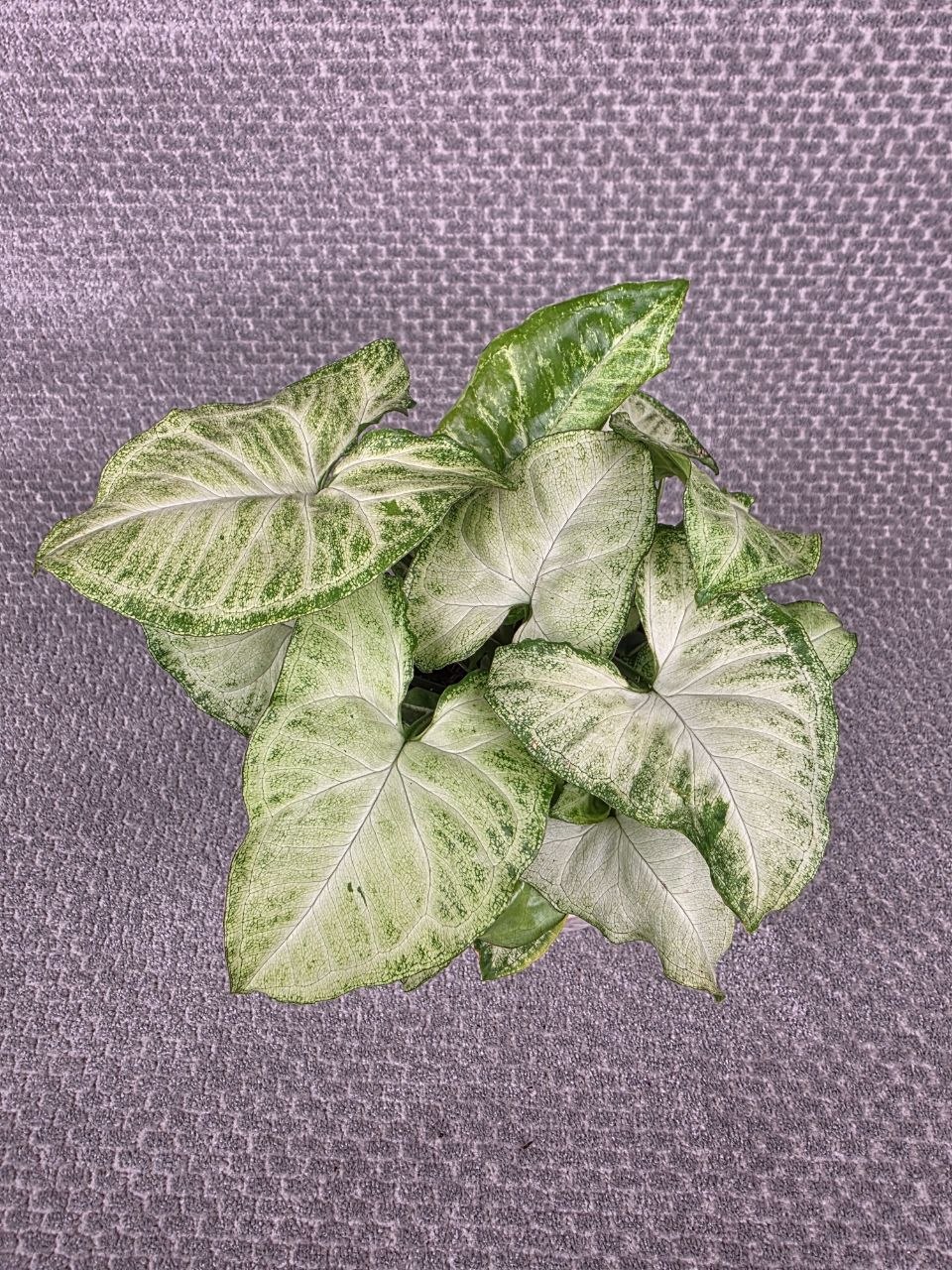Syngonium White Butterfly