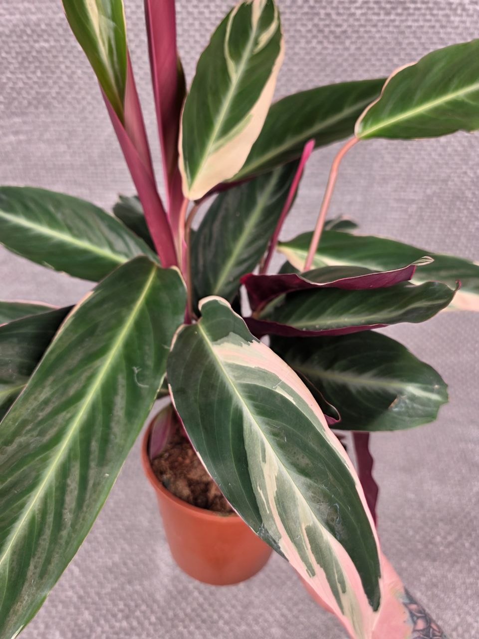 Calathea Triostar