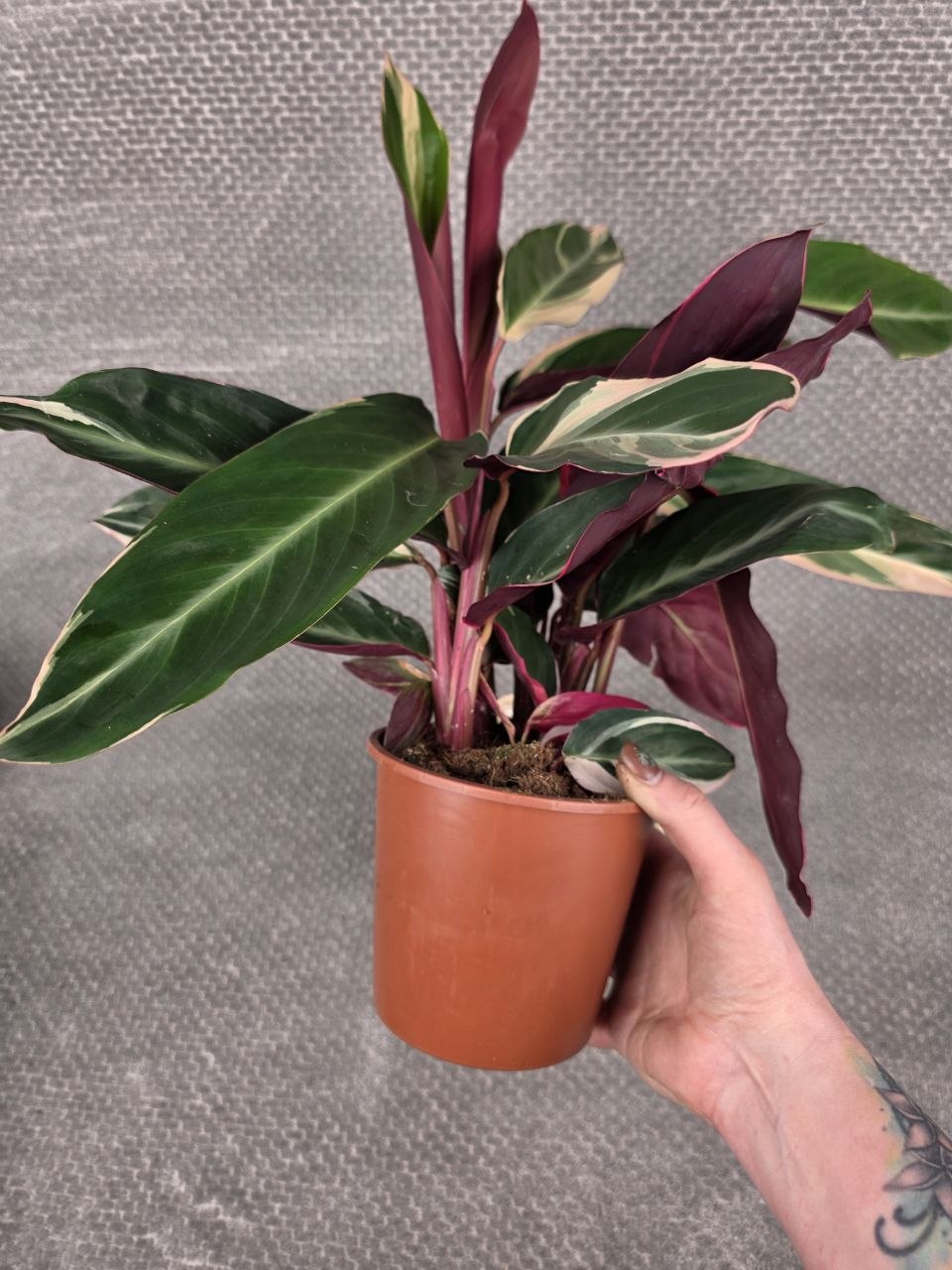 Calathea Triostar