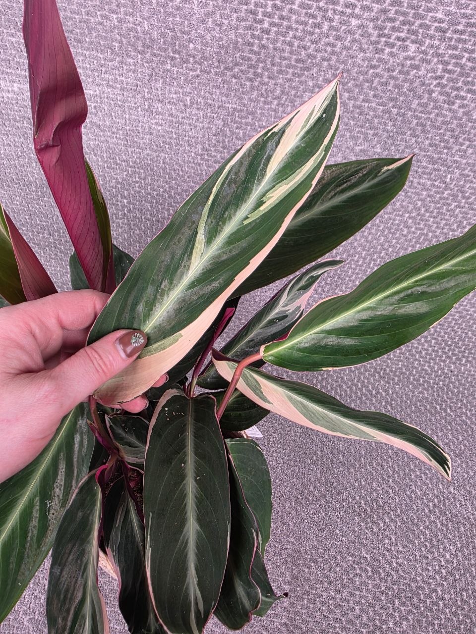 Calathea Triostar