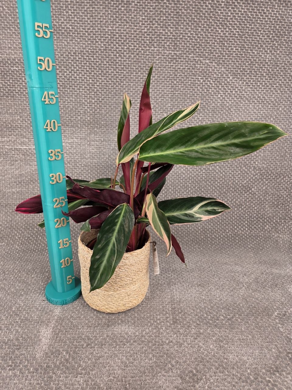 Calathea Triostar