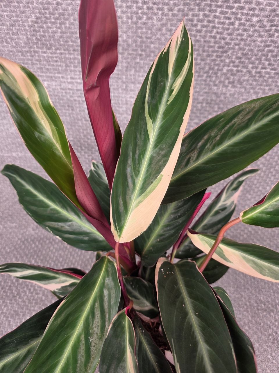 Calathea Triostar