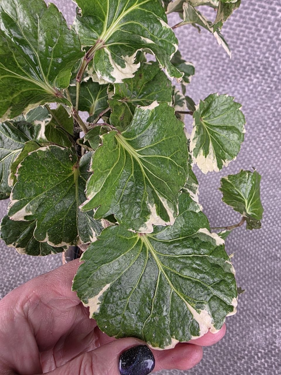 Polyscias balfouriana XXL