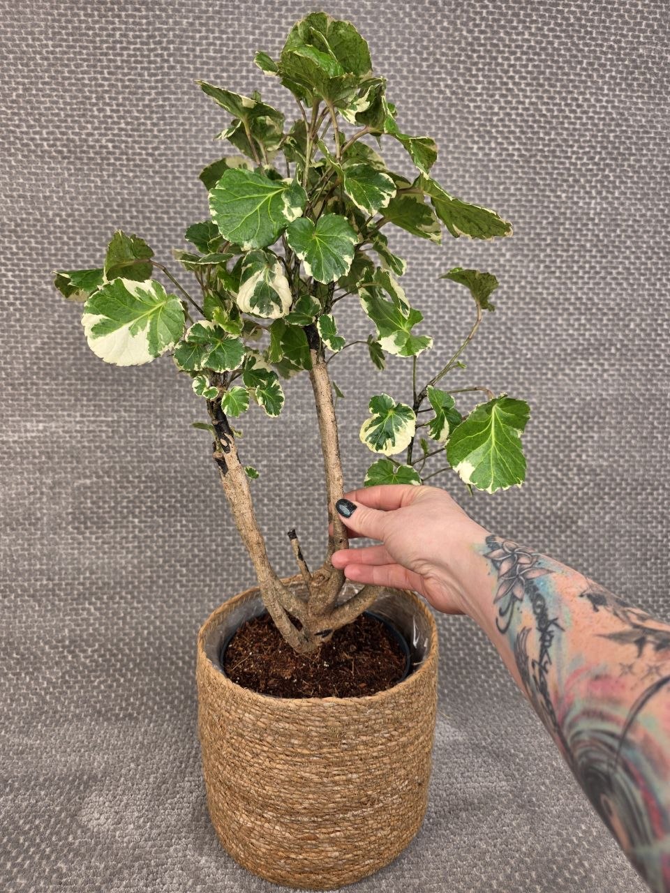 Polyscias balfouriana XXL