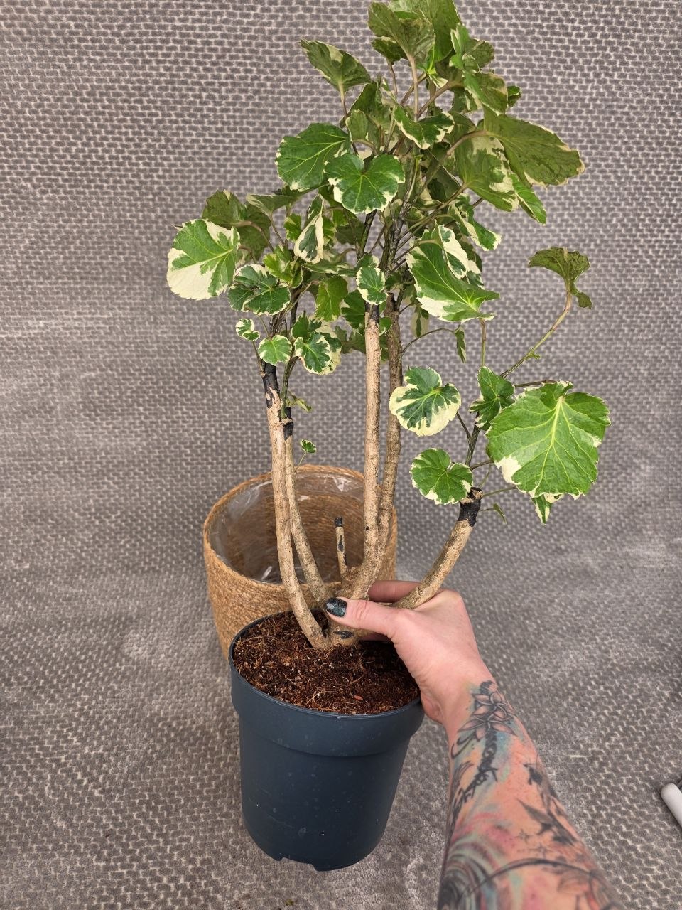 Polyscias balfouriana XXL