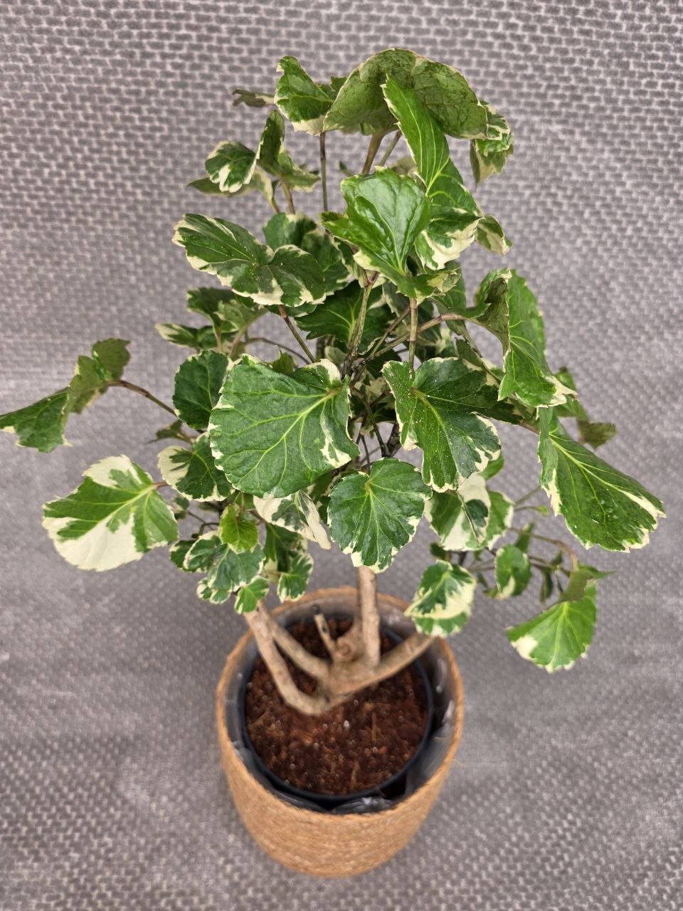 Polyscias balfouriana XXL