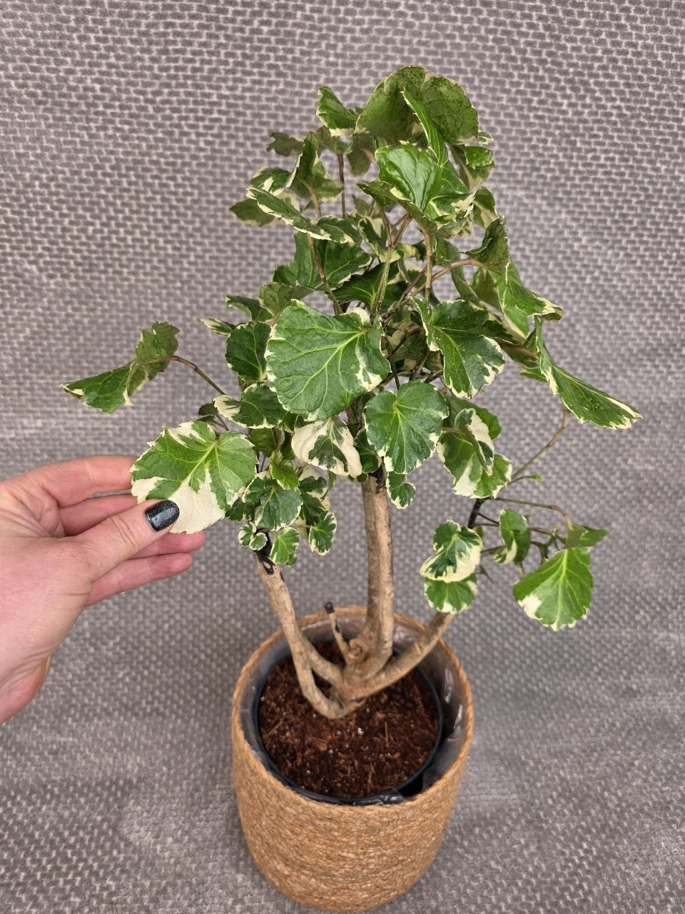 Polyscias balfouriana XXL