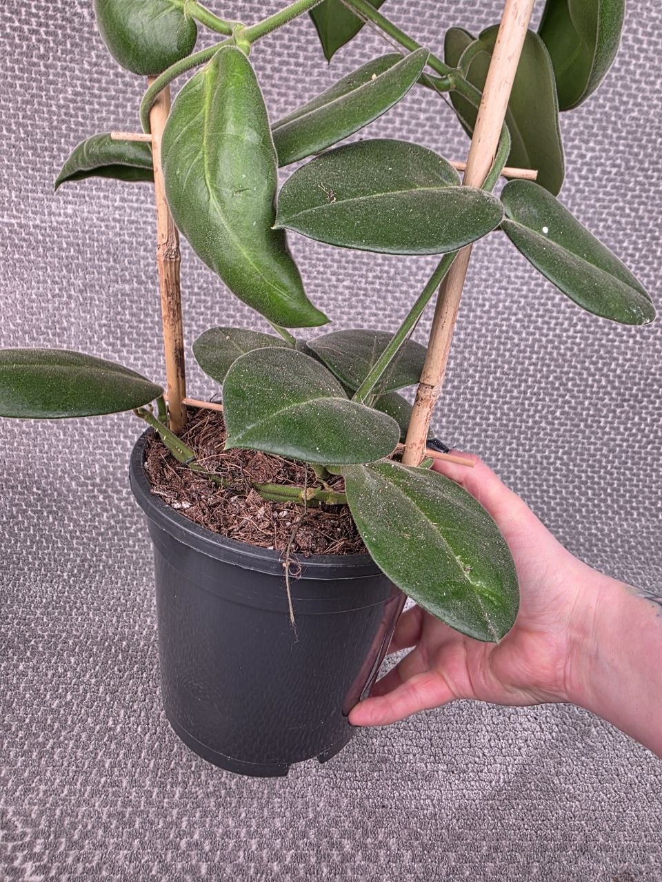 Hoya calycina XXL
