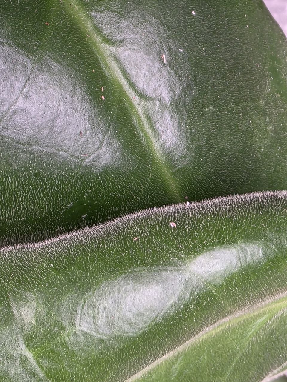 Hoya calycina XXL