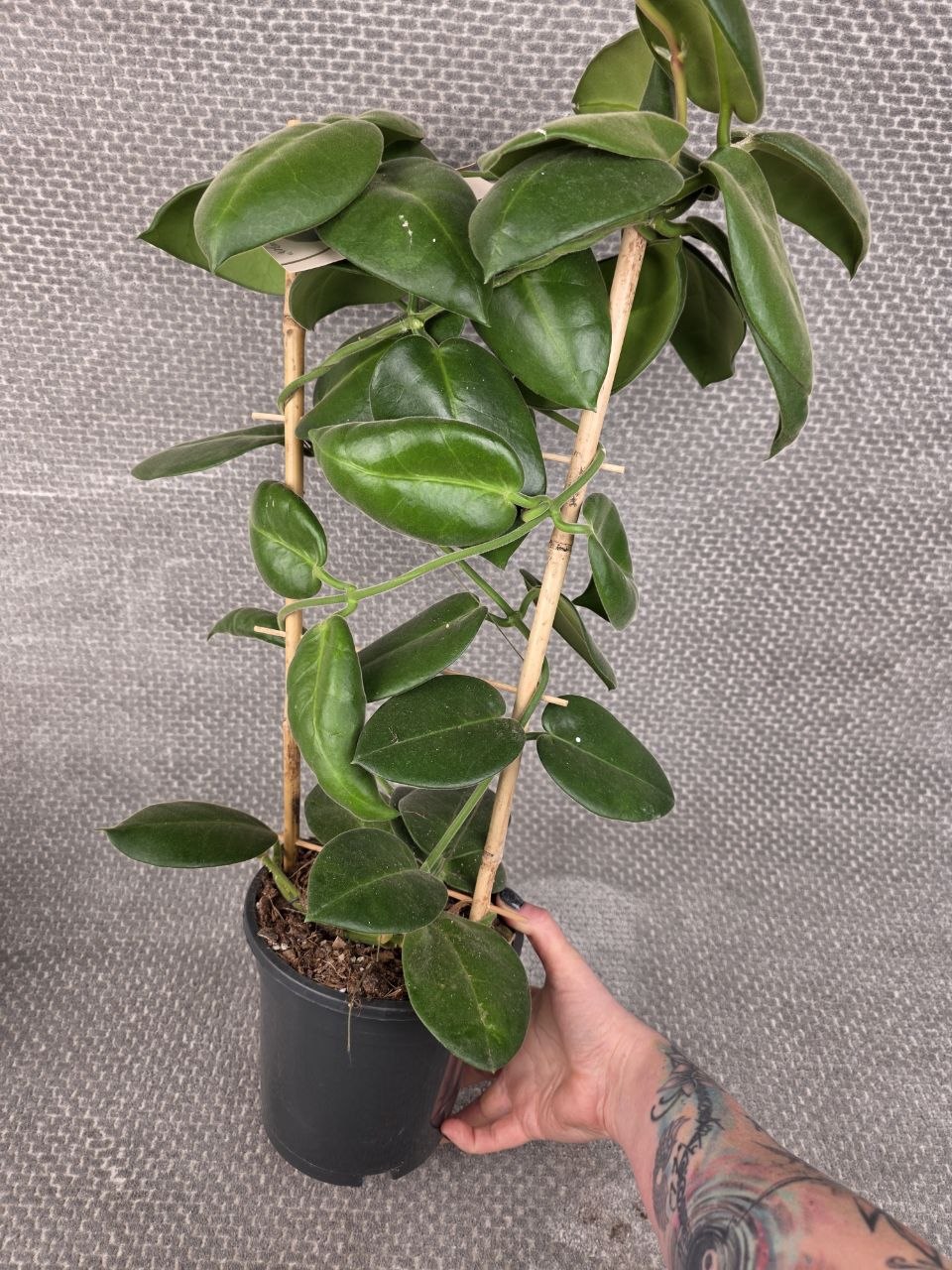Hoya calycina XXL