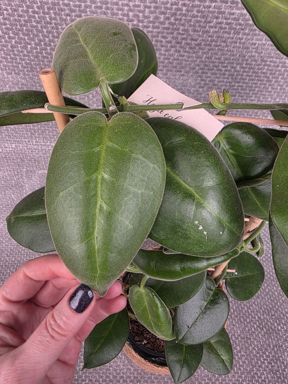 Hoya calycina XXL