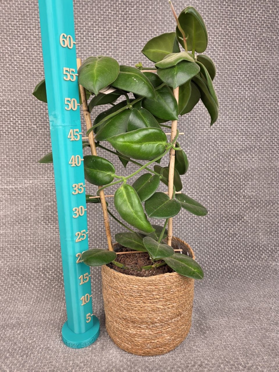 Hoya calycina XXL
