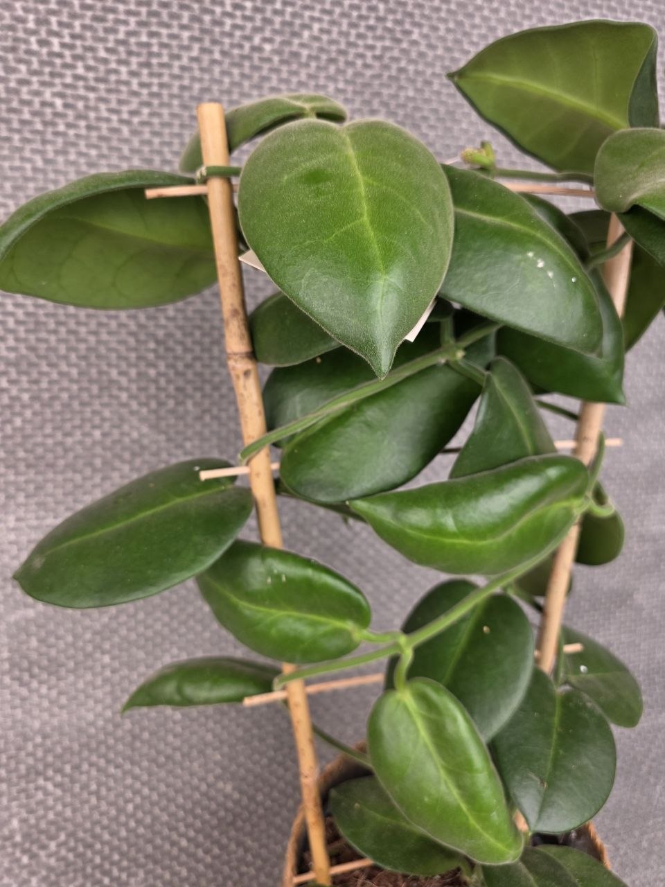 Hoya calycina XXL