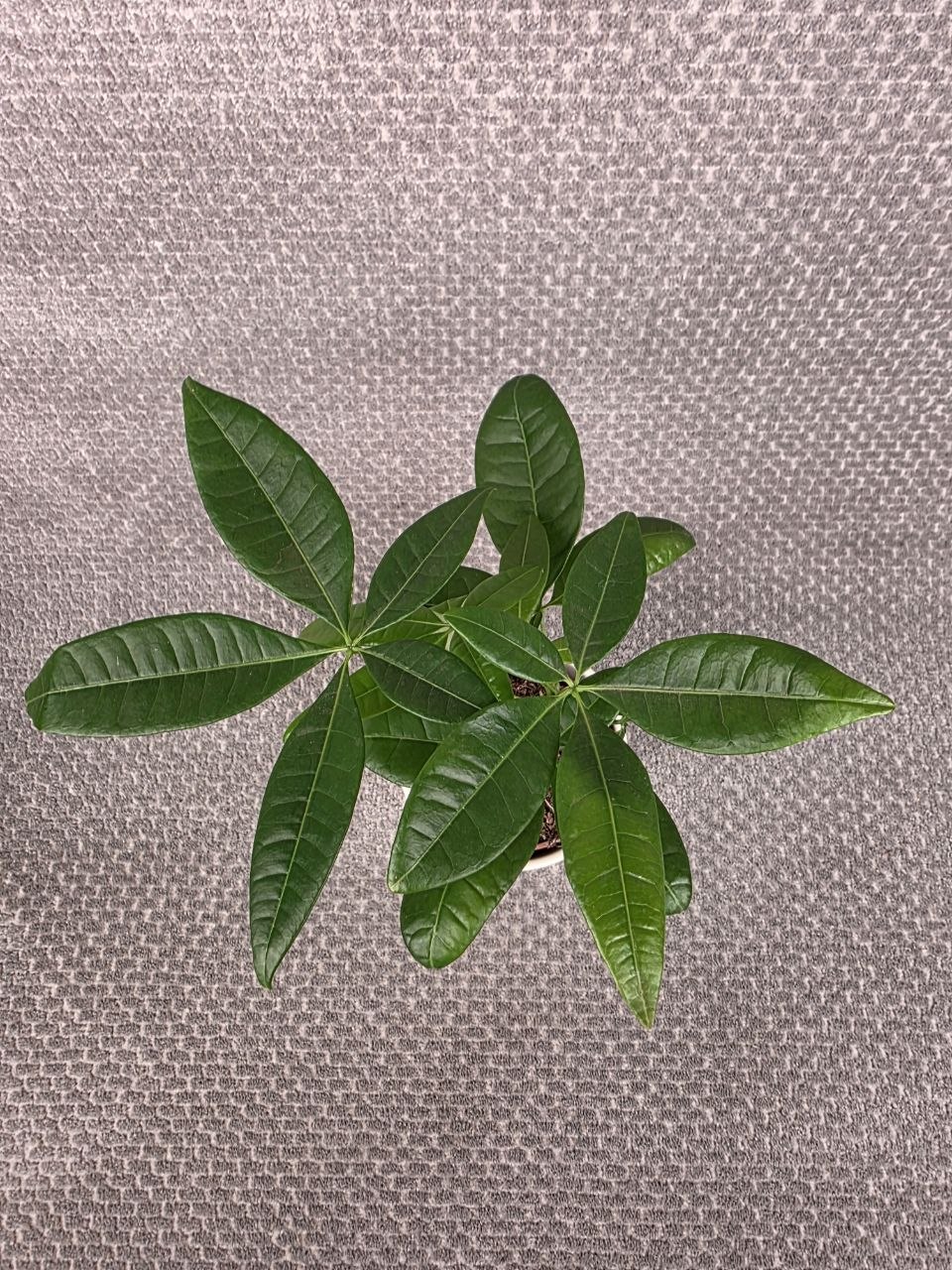 Pachira Aquatica, strom štěstí mini