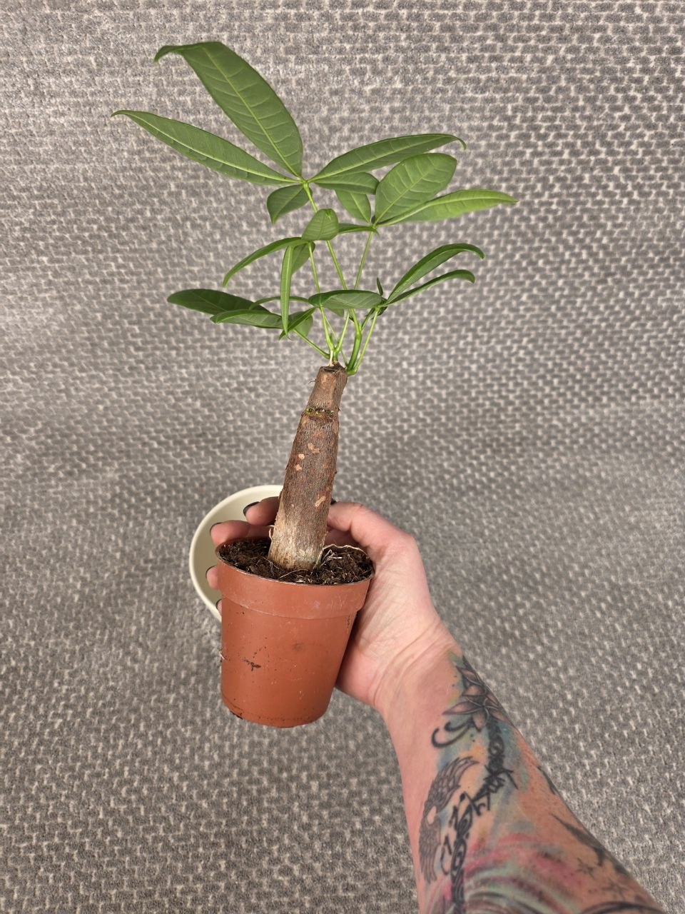 Pachira Aquatica, strom štěstí mini
