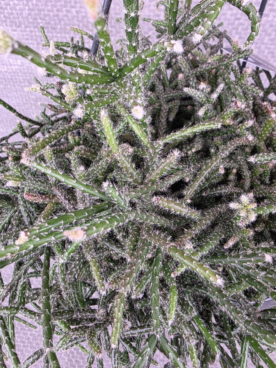 Rhipsalis Pilocarpa závěs XXL