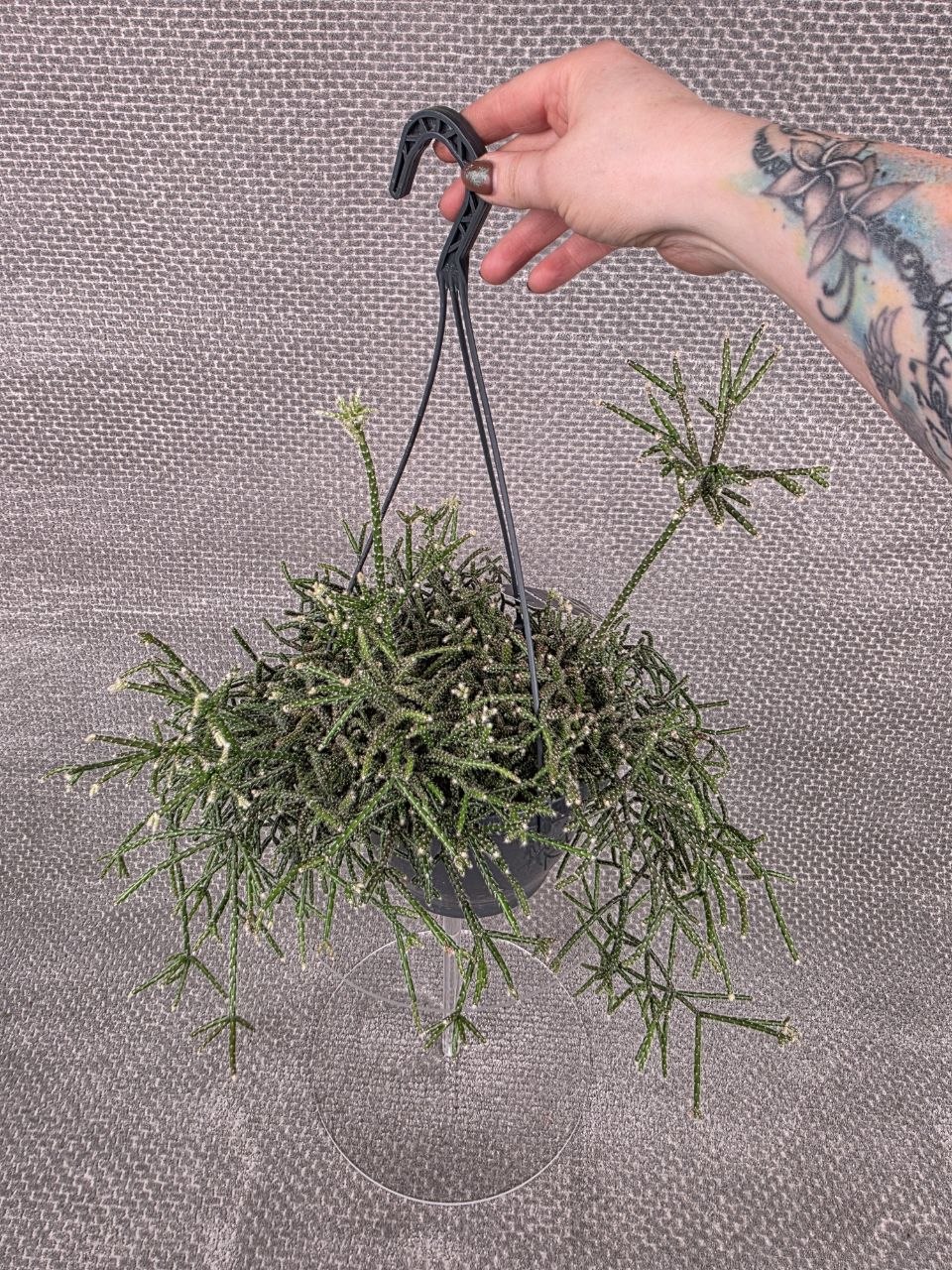 Rhipsalis Pilocarpa závěs XXL