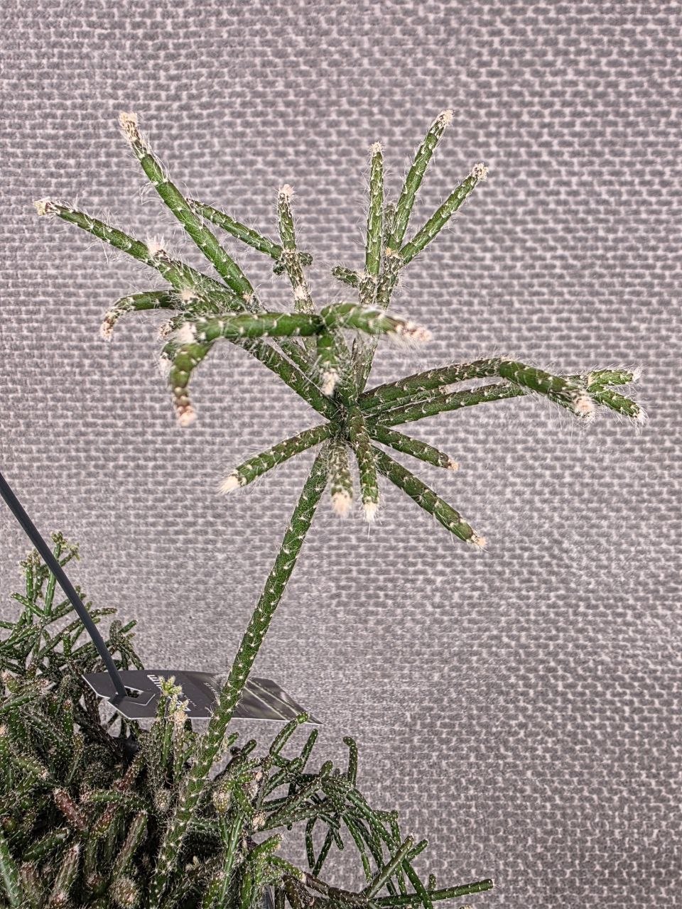 Rhipsalis Pilocarpa závěs XXL