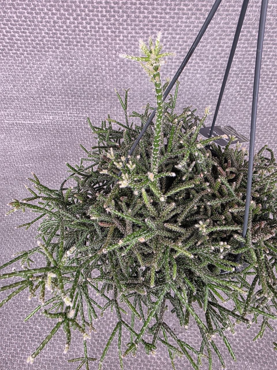 Rhipsalis Pilocarpa závěs XXL