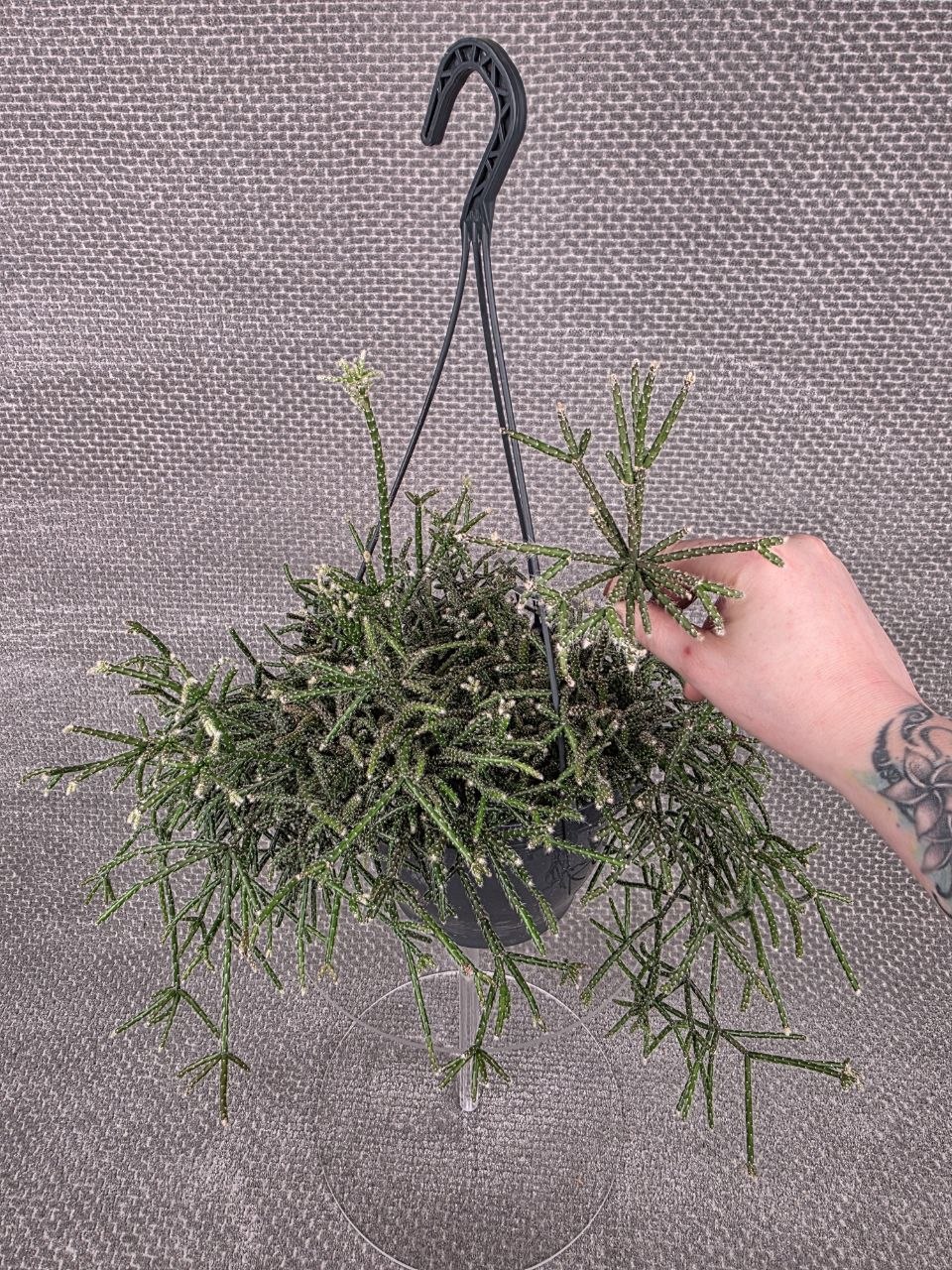 Rhipsalis Pilocarpa závěs XXL