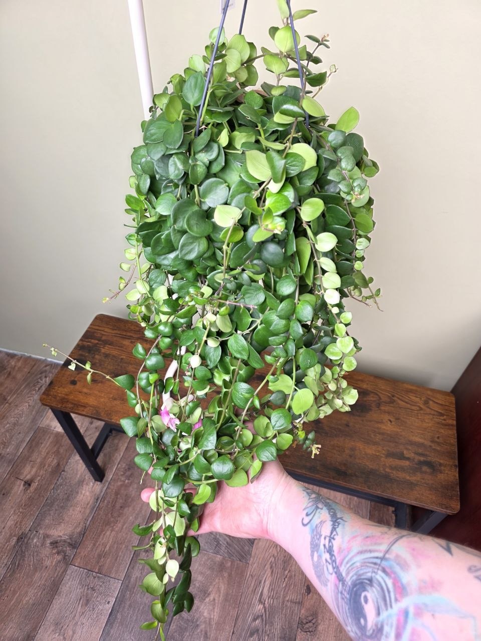 Aeschynanthus Pink Polka