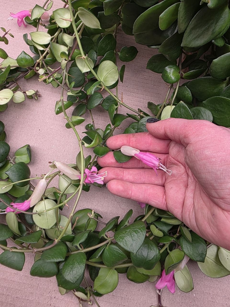 Aeschynanthus Pink Polka
