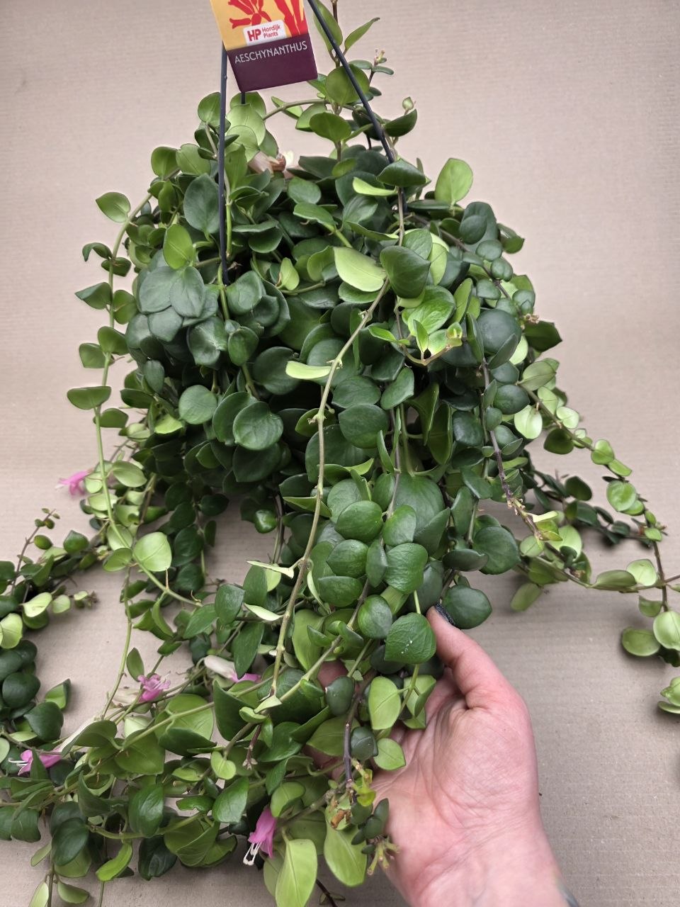 Aeschynanthus Pink Polka