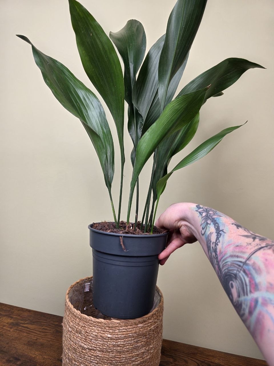 Aspidistra Elatior větší