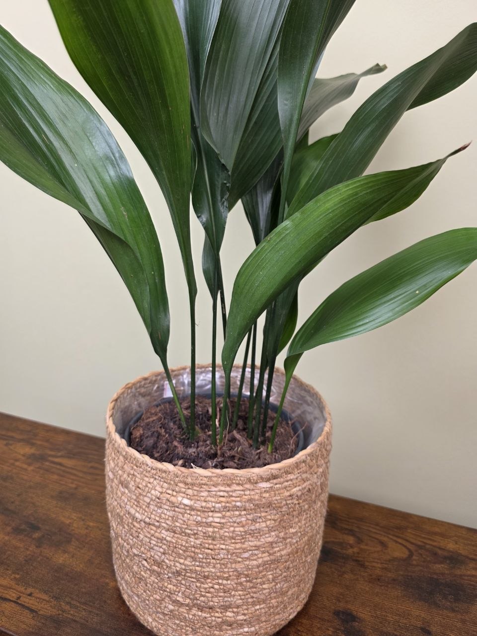 Aspidistra Elatior větší