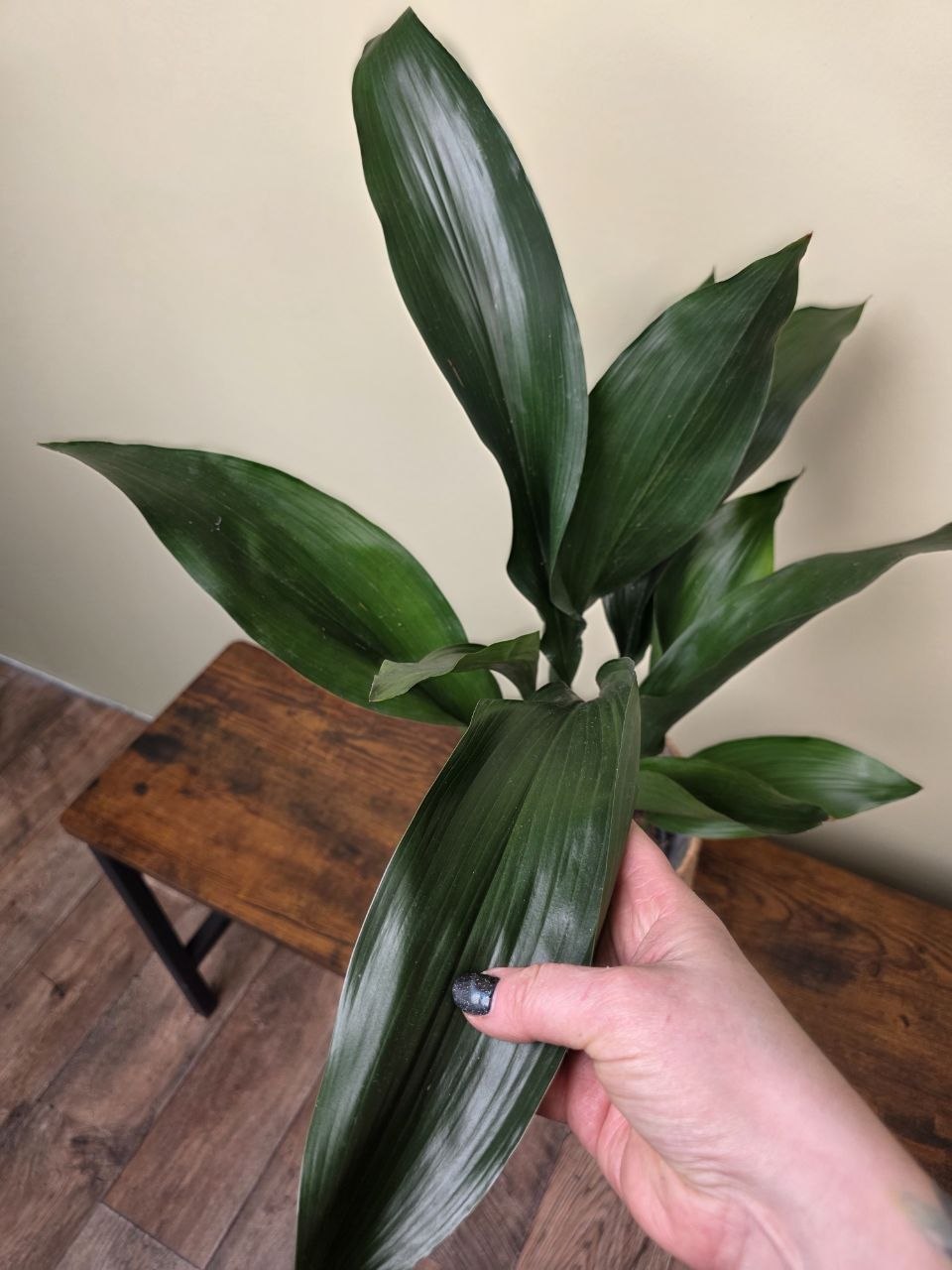 Aspidistra Elatior větší