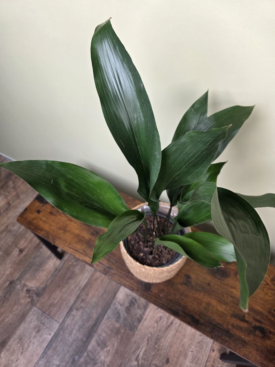 Aspidistra Elatior větší
