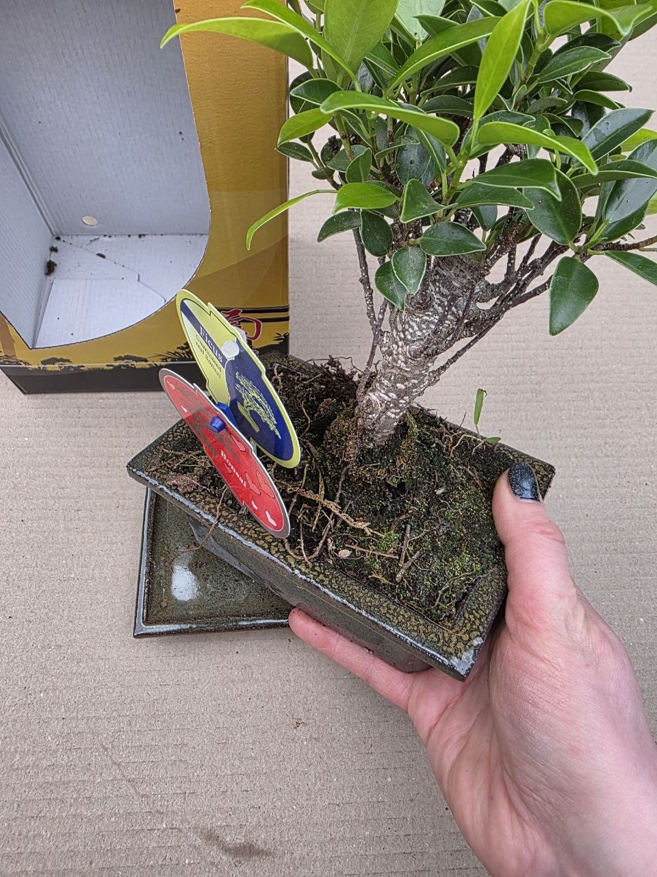 Ficus Ginseng ( Bonsai) v dárkovém balení