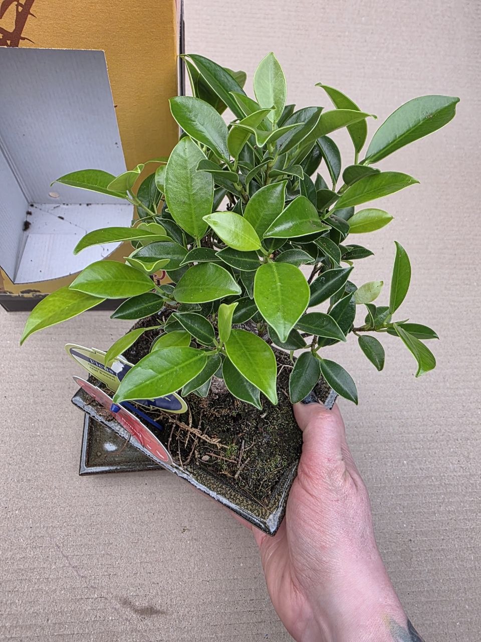 Ficus Ginseng ( Bonsai) v dárkovém balení