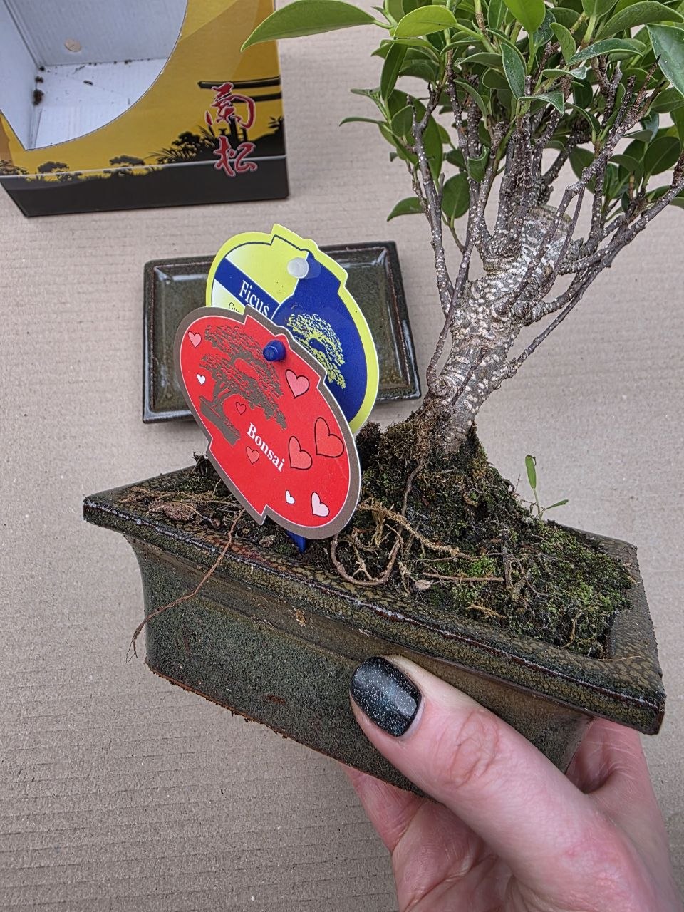 Ficus Ginseng ( Bonsai) v dárkovém balení