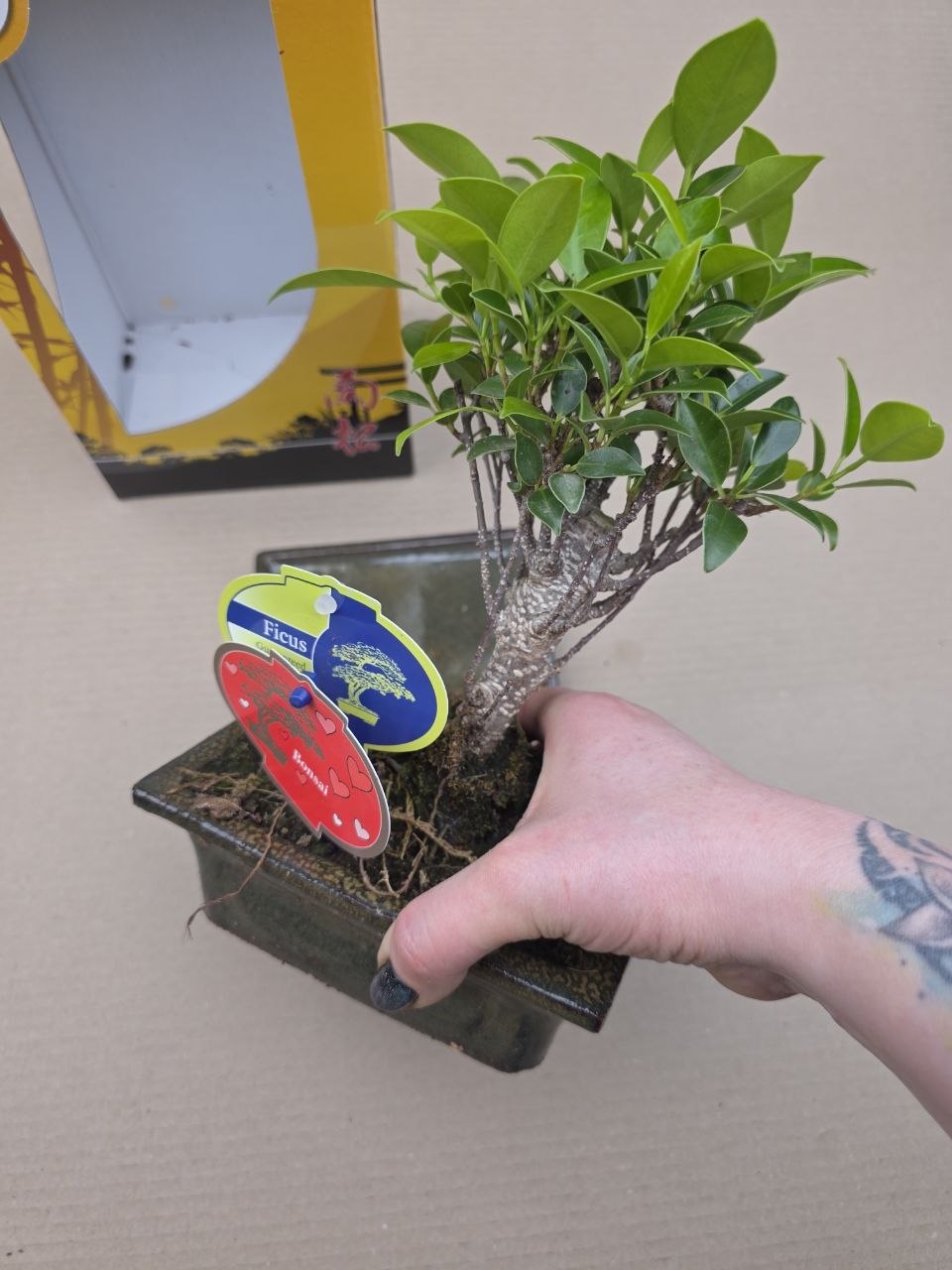 Ficus Ginseng ( Bonsai) v dárkovém balení