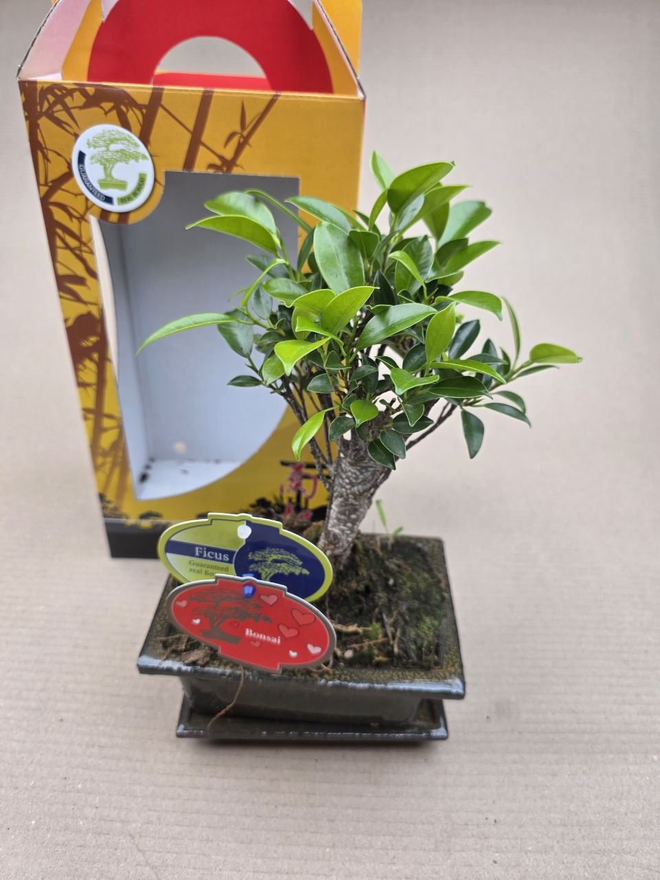 Ficus Ginseng ( Bonsai) v dárkovém balení