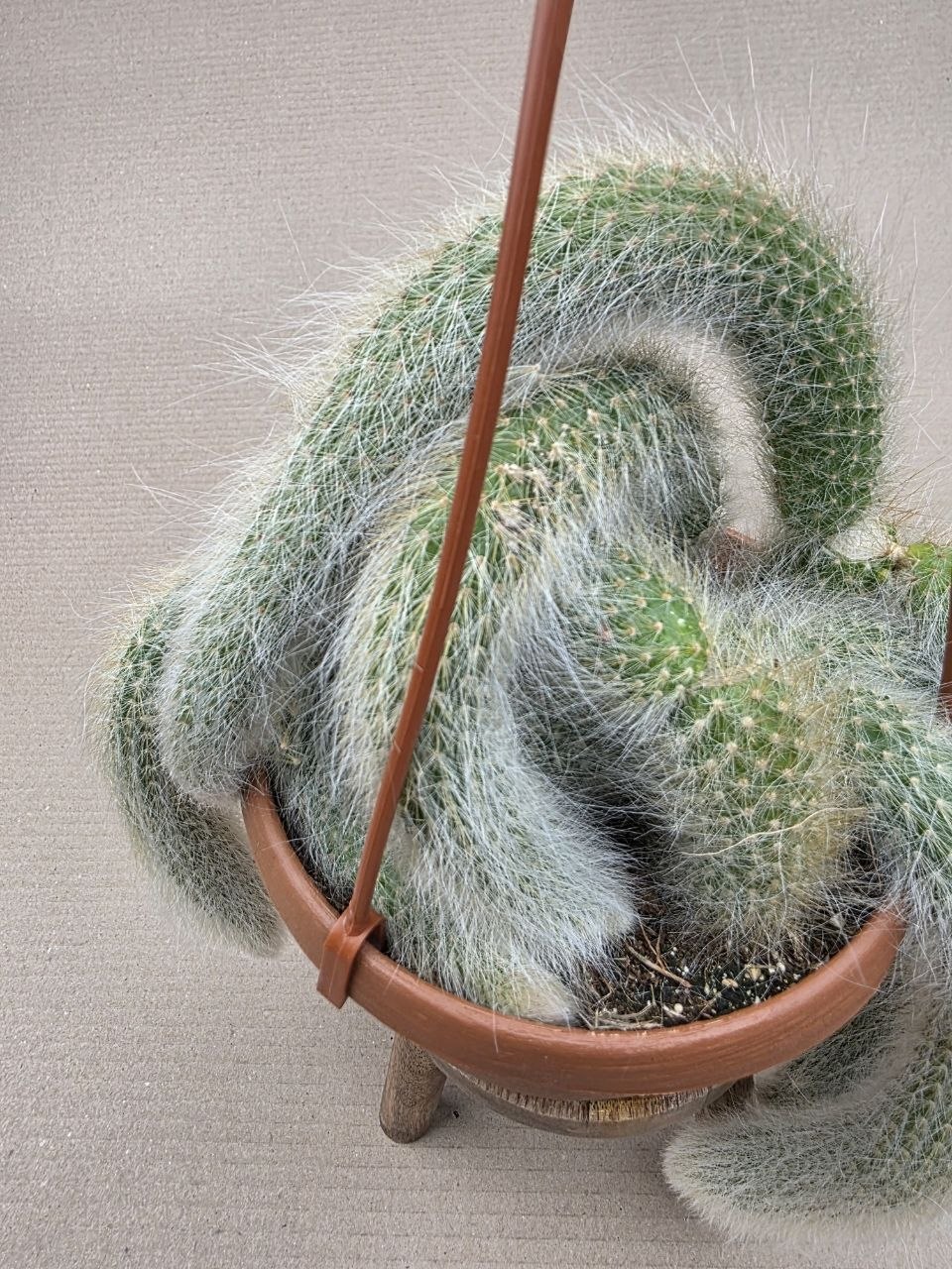 Cactus Hildewintera Colademonis závěs