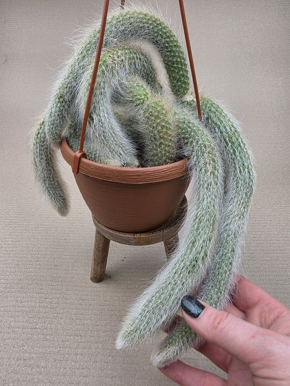 Cactus Hildewintera Colademonis závěs