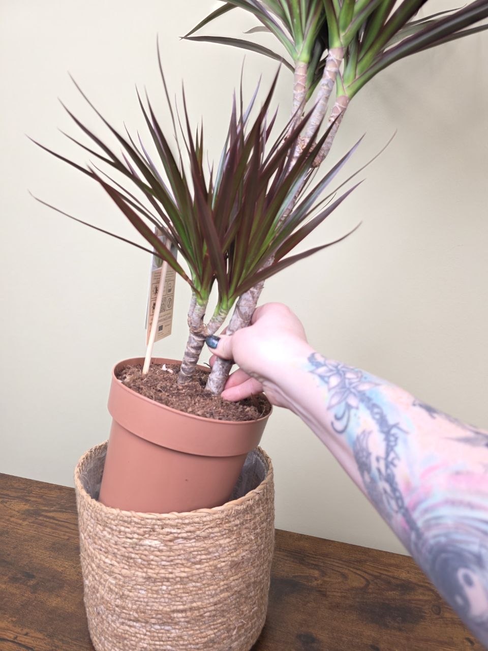 Dracaena Fragrans vínová