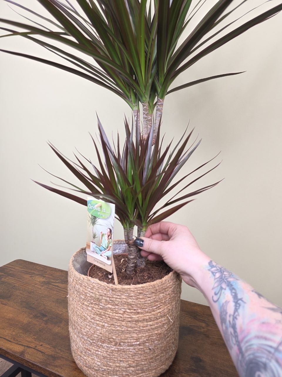 Dracaena Fragrans vínová