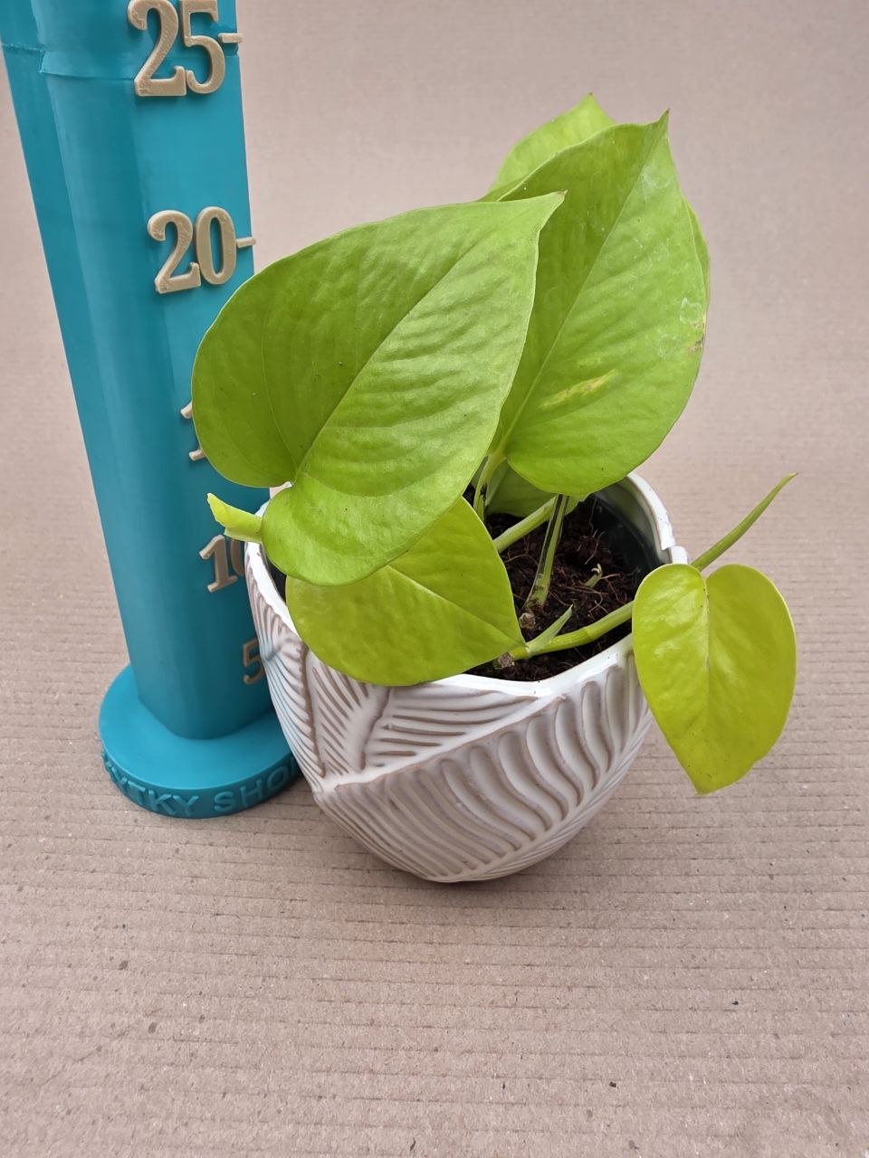 Epipremnum Pinnatum Golden Pothos 12 cm