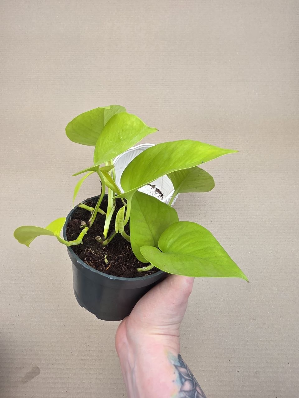 Epipremnum Pinnatum Golden Pothos 12 cm