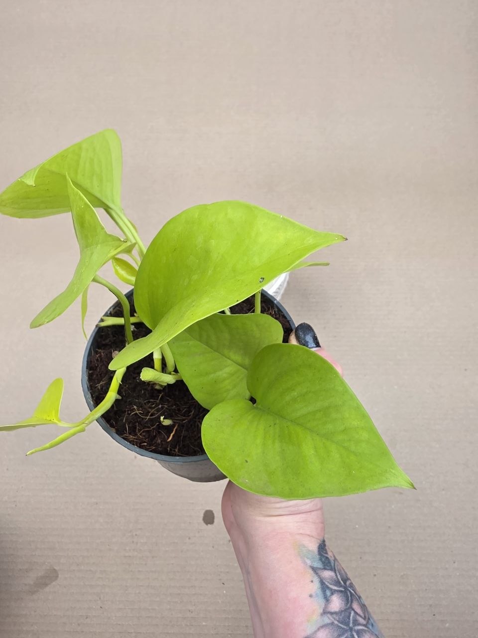 Epipremnum Pinnatum Golden Pothos 12 cm