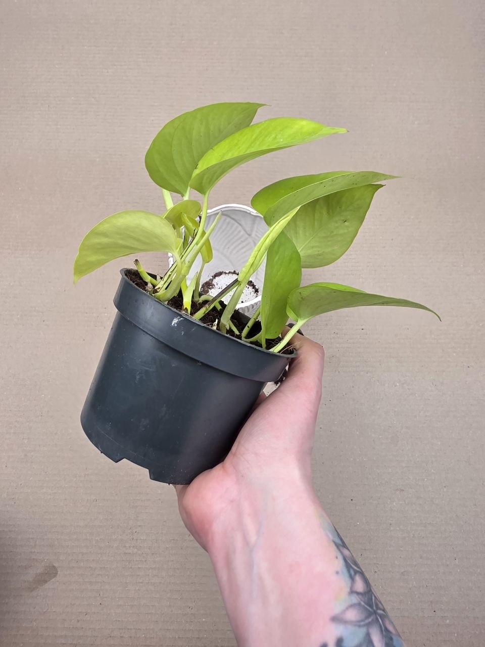 Epipremnum Pinnatum Golden Pothos 12 cm