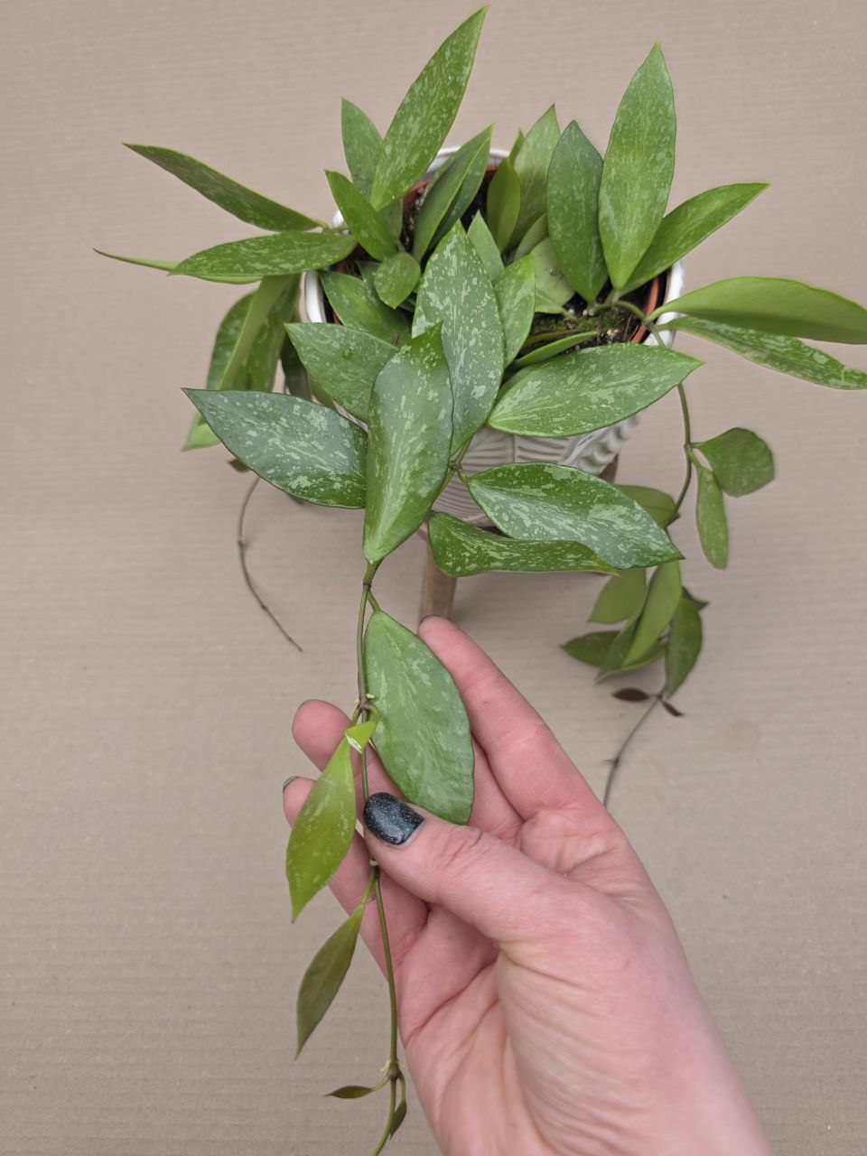 Hoya Carnosa Gracilis
