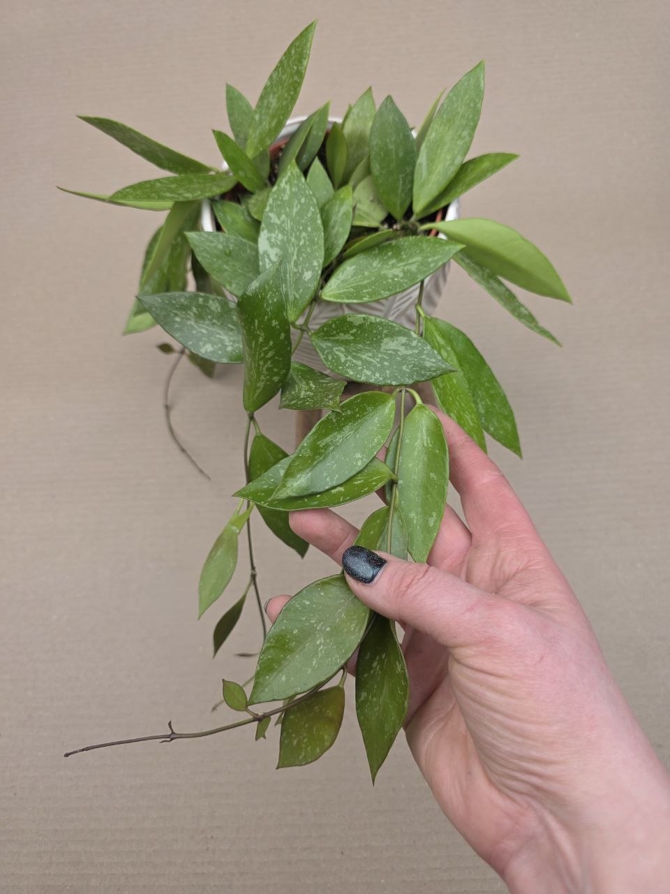 Hoya Carnosa Gracilis