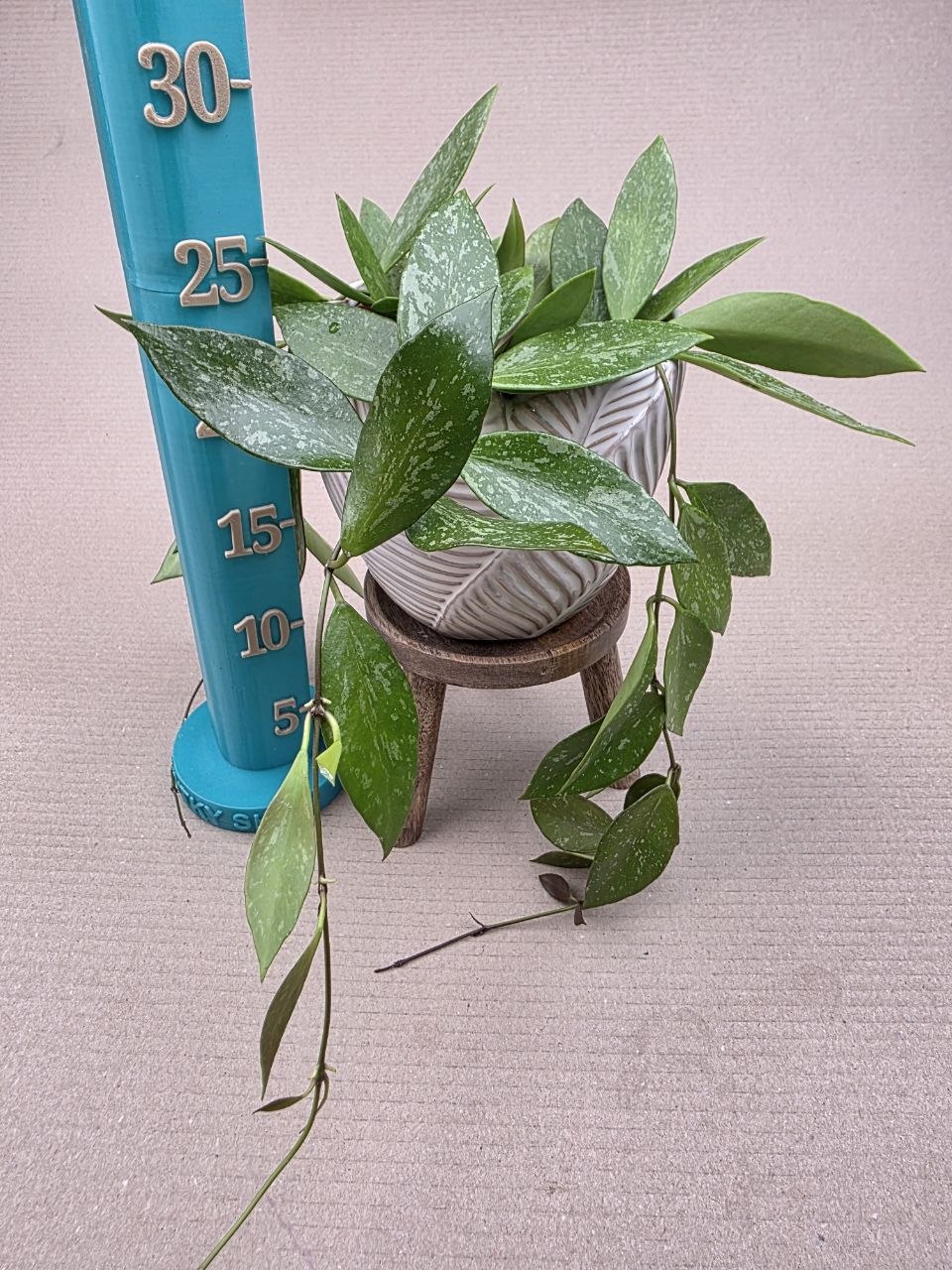 Hoya Carnosa Gracilis