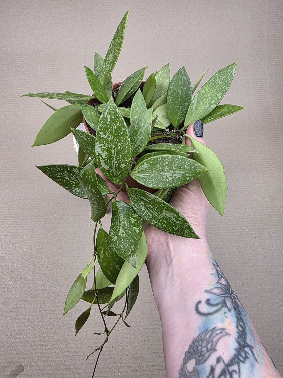 Hoya Carnosa Gracilis