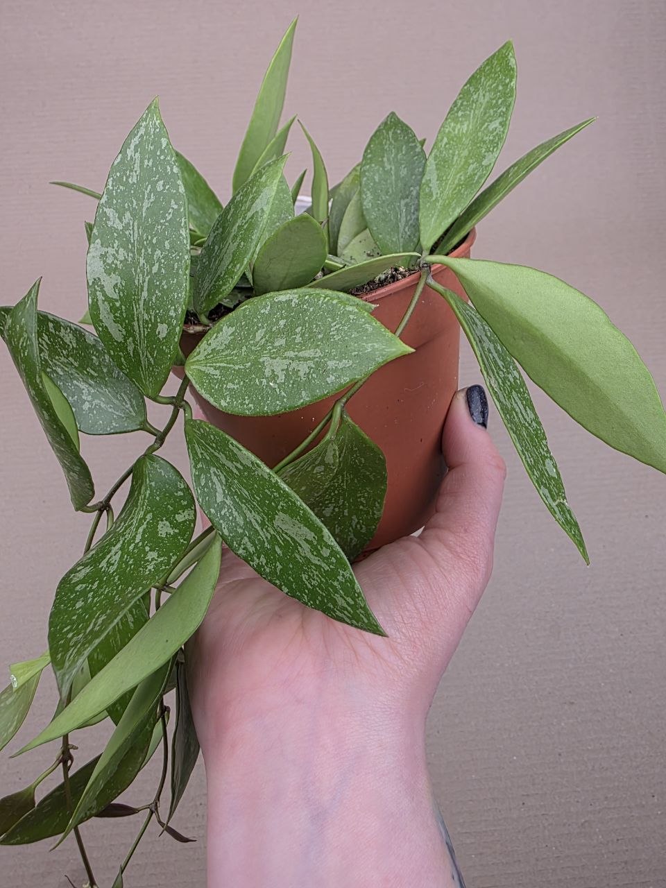 Hoya Carnosa Gracilis